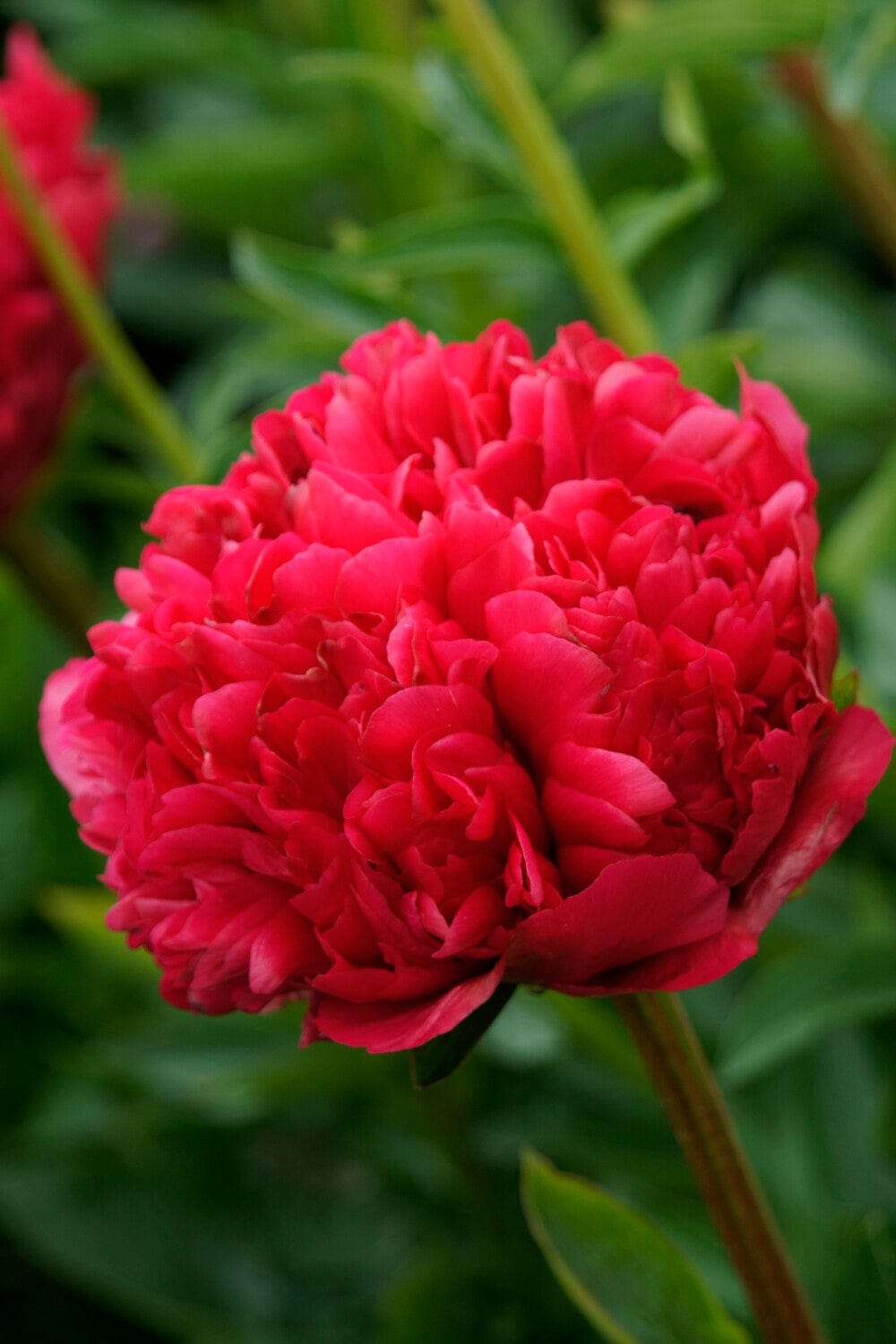 Pion 'Commander Performance'